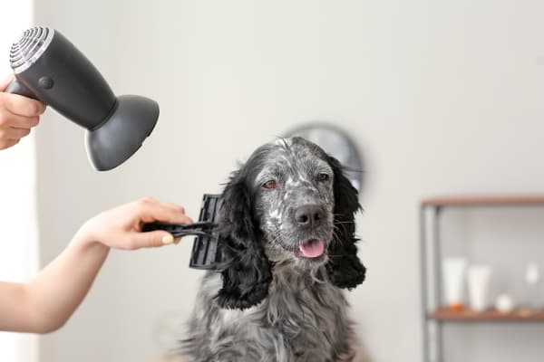 Hund-Fellpflege